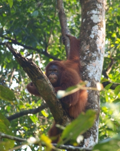 Orangutan, Orang-Utan, Semmenggoh rehabilitation centre, Borneo